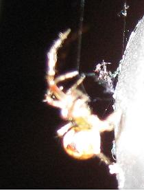 gallery_2529_1143_2637.jpg