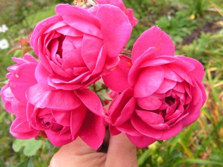 gallery_1786_2574_144118.jpg