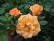 tn_gallery_1786_2574_1779.jpg