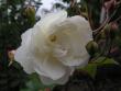 tn_gallery_1786_2574_71892.jpg