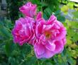 tn_gallery_276_1271_23343.jpg