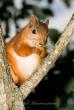 tn_gallery_32951_4505_1382.jpg