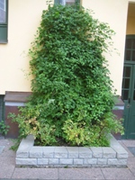 gallery_34286_4544_22931.jpg