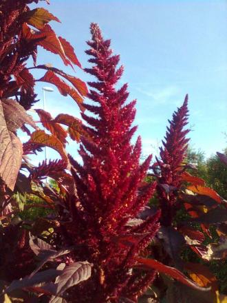 gallery_22293_4542_177067.jpg