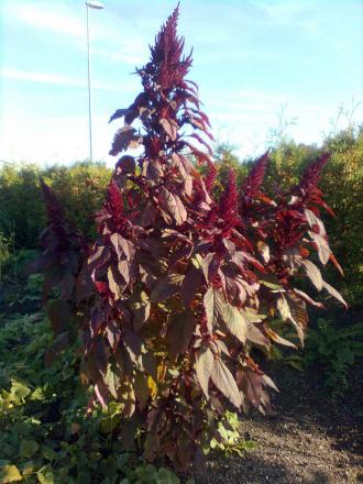 gallery_22293_4542_202806.jpg