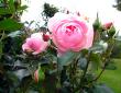 tn_gallery_276_1247_44063.jpg