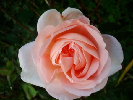 gallery_12789_2988_22391.jpg