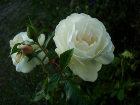 gallery_12789_2988_2728.jpg