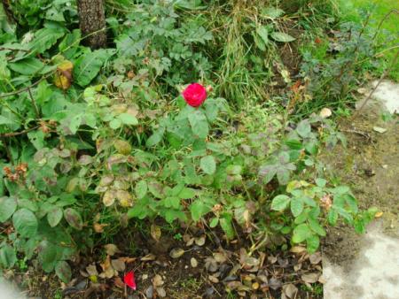 gallery_12789_2988_44157.jpg