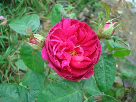 gallery_12789_2988_68322.jpg
