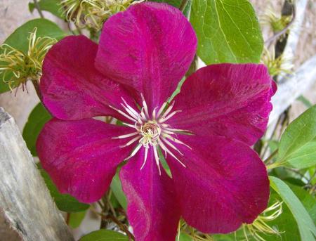 gallery_17549_4388_73988.jpg