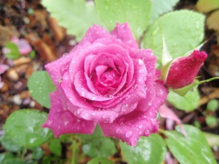 gallery_9983_709_249466.jpg