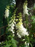 gallery_33504_4524_3602.jpg