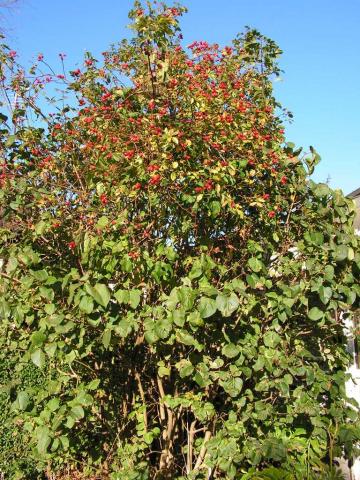 gallery_1786_2574_7647.jpg
