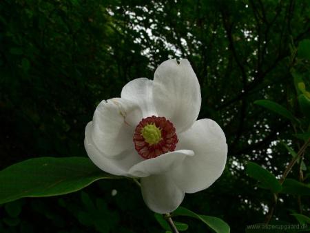 gallery_33504_4507_21111.jpg