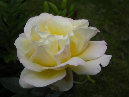 gallery_33504_4507_48119.jpg