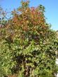 tn_gallery_1786_2574_7647.jpg