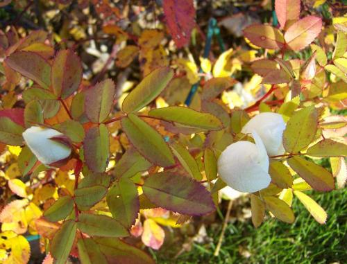 gallery_17549_4561_121513.jpg