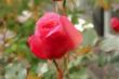 tn_gallery_34734_4559_6508.jpg