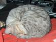 tn_gallery_2892_4431_31741.jpg