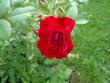 tn_gallery_9983_709_93136.jpg