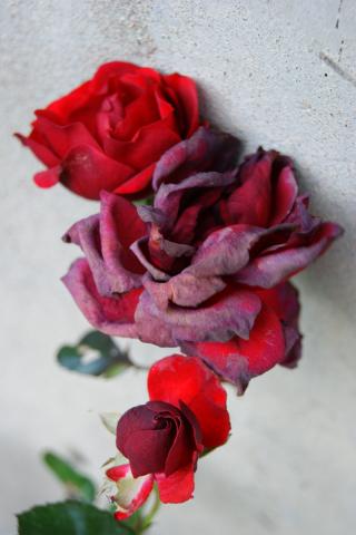 gallery_14081_4581_126275.jpg