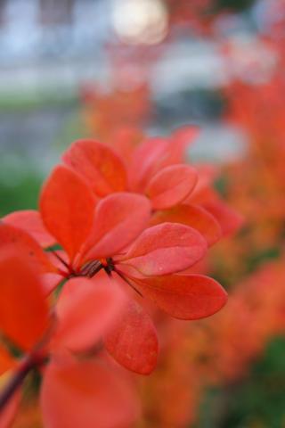 gallery_14081_4581_126621.jpg