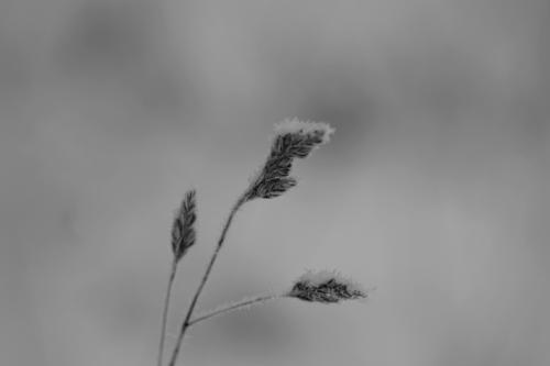 gallery_14081_4581_45461.jpg