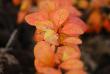 tn_gallery_14081_4581_7414.jpg
