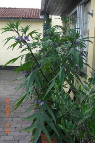 gallery_5354_4571_180200.jpg