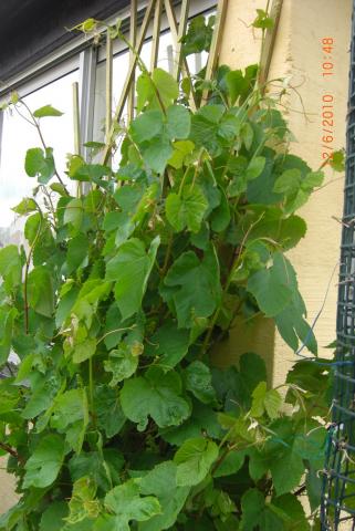 gallery_5354_4571_53842.jpg