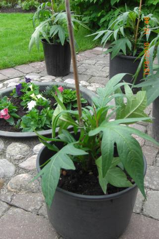gallery_5354_4571_59048.jpg