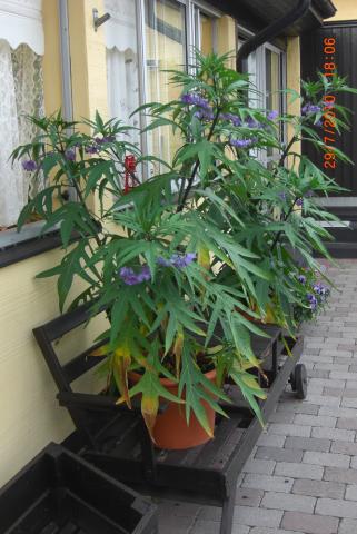 gallery_5354_4571_67535.jpg