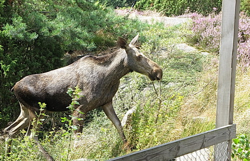 gallery_26356_4007_46179.jpg