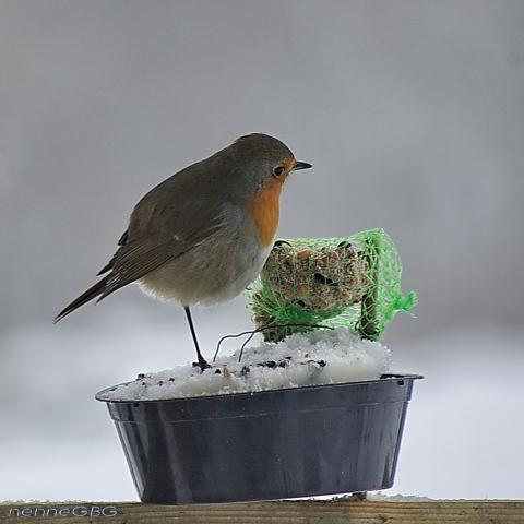 gallery_26356_4007_107367.jpg