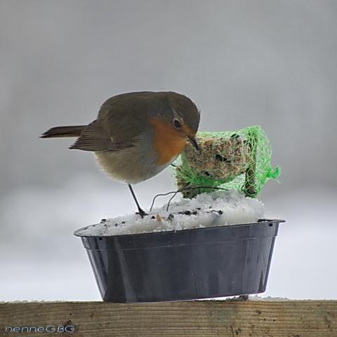 gallery_26356_4007_165537.jpg