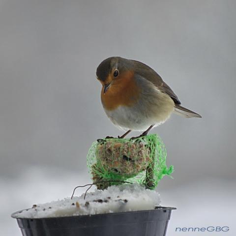 gallery_26356_4007_205002.jpg