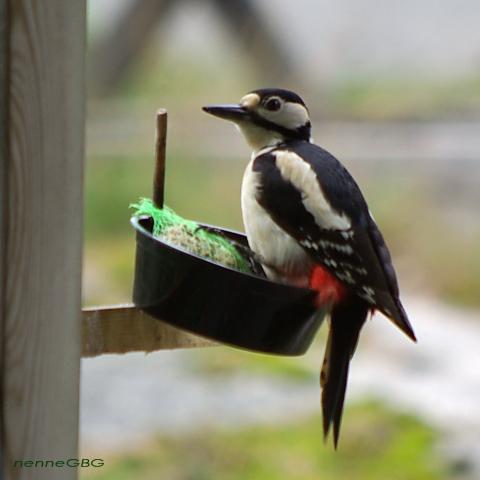 gallery_26356_4007_356293.jpg