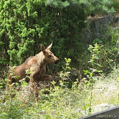 gallery_26356_4007_41182.jpg