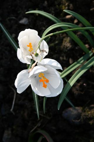 gallery_6614_4592_22500.jpg