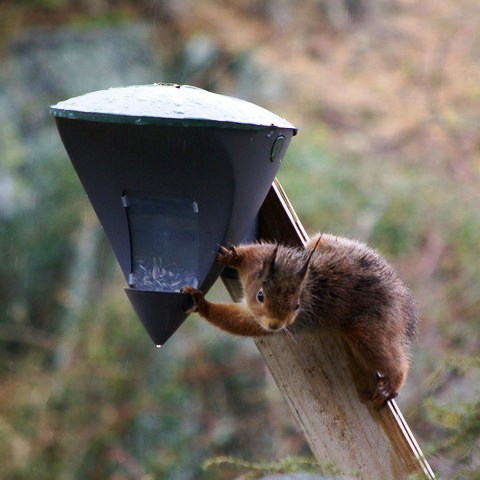 gallery_26356_4007_12520.jpg