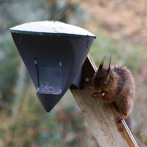 gallery_26356_4007_172.jpg