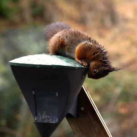 gallery_26356_4007_24103.jpg