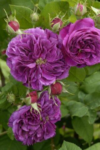 gallery_9317_4595_26772.jpg