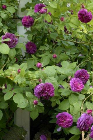 gallery_9317_4595_30300.jpg