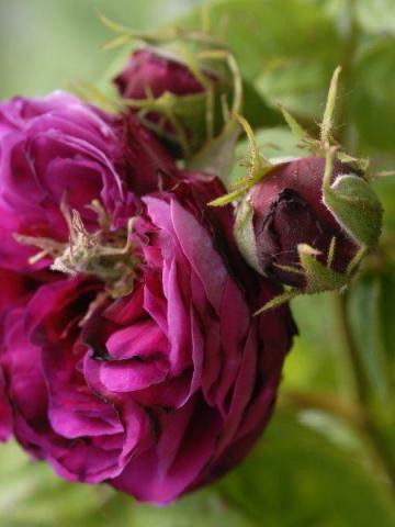 gallery_9317_4595_3105.jpg