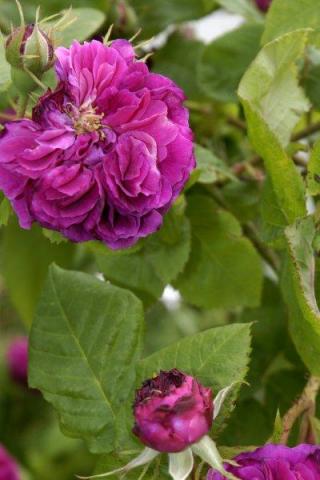 gallery_9317_4595_31930.jpg