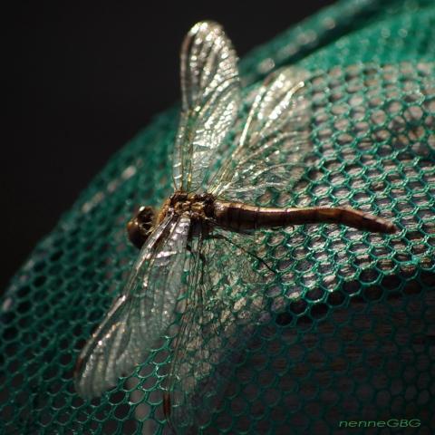 gallery_26356_4007_34085.jpg