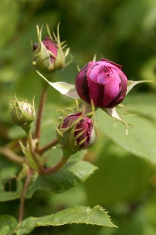 gallery_9317_4595_1962.jpg