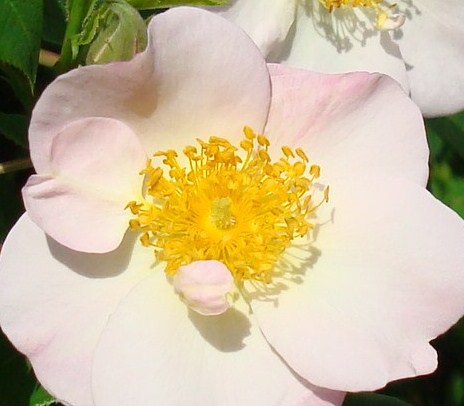 gallery_12789_2988_45720.jpg